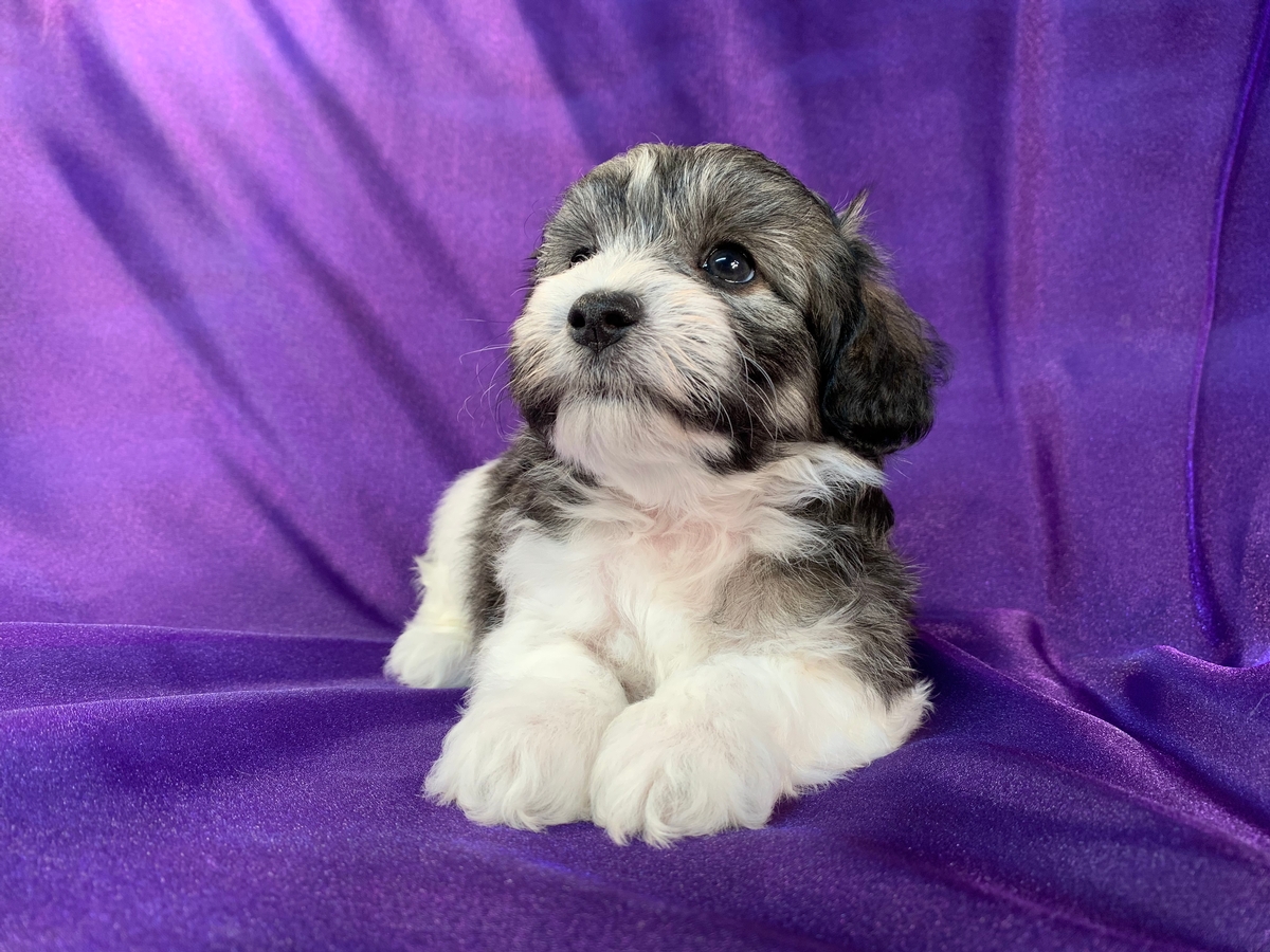 Male F1 Miniature Schnoodle Puppy for Sale, $1200 